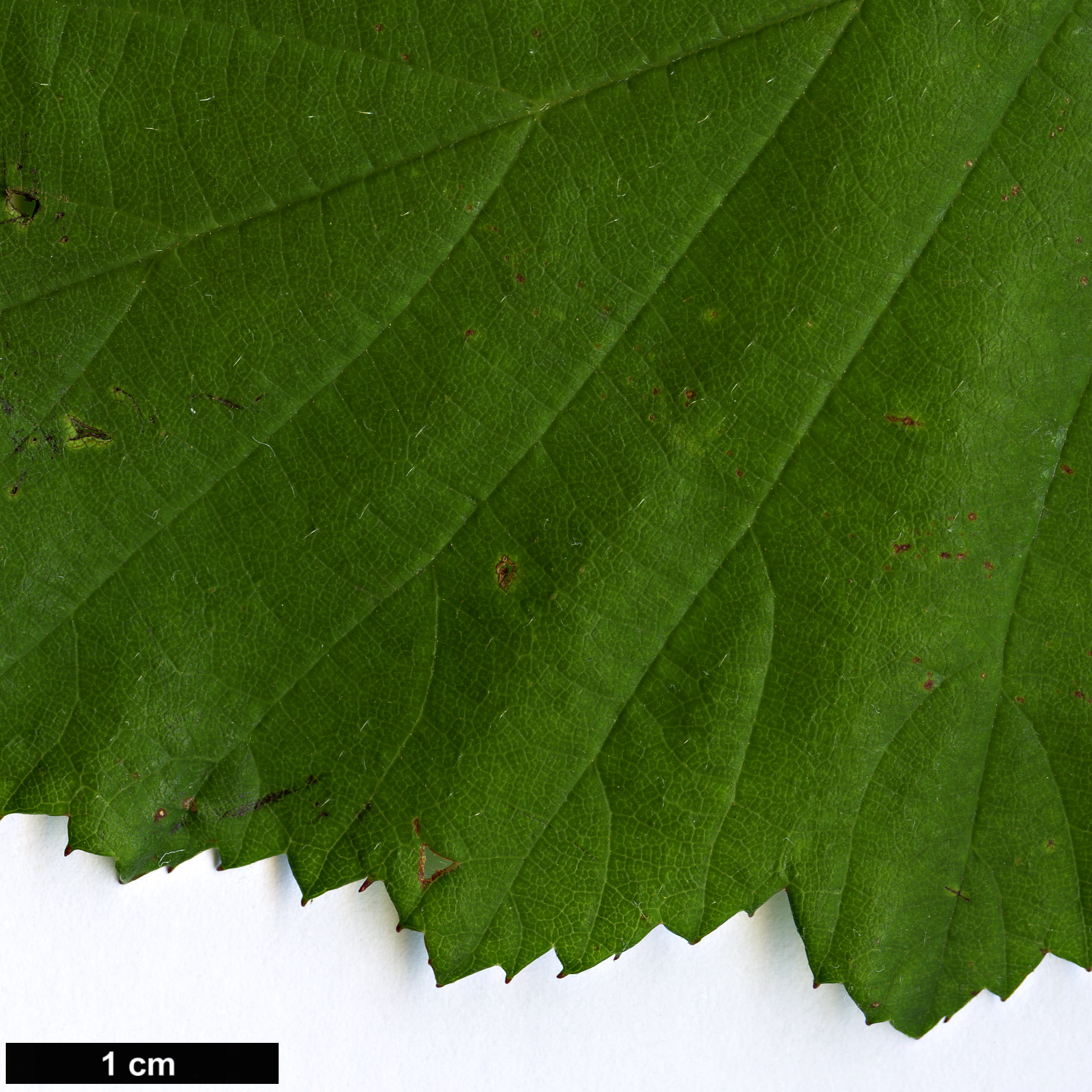 High resolution image: Family: Rosaceae - Genus: Rubus - Taxon: fruticosus agg.